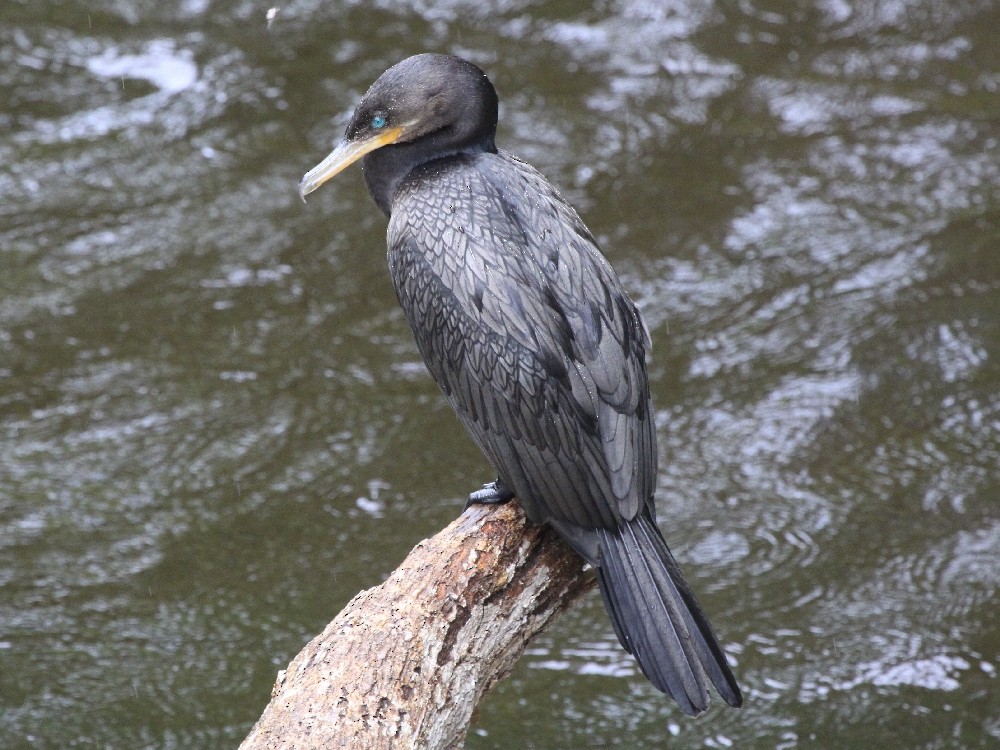 Neotropic Cormorant - ML205164661