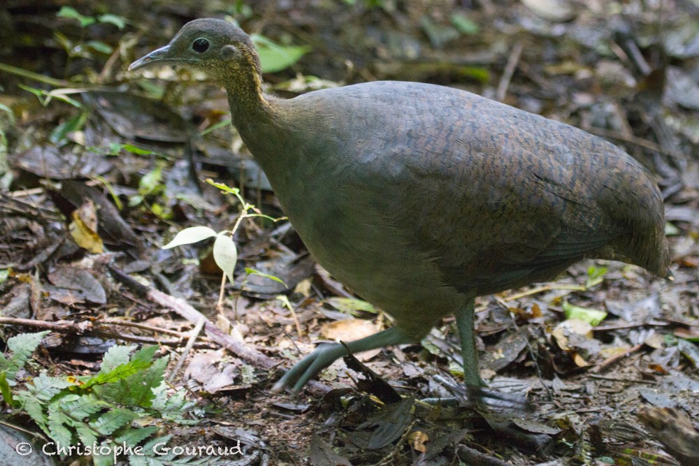 Solitary Tinamou - ML205165191