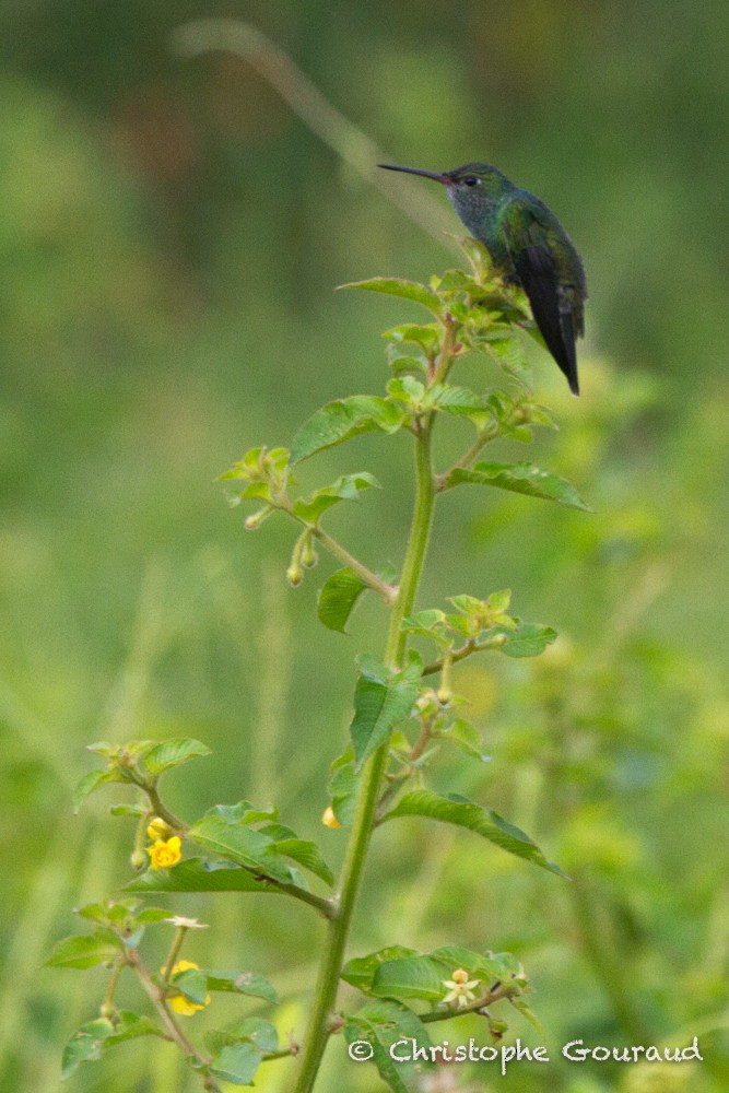 Versicolored Emerald (Versicolored) - Christophe Gouraud