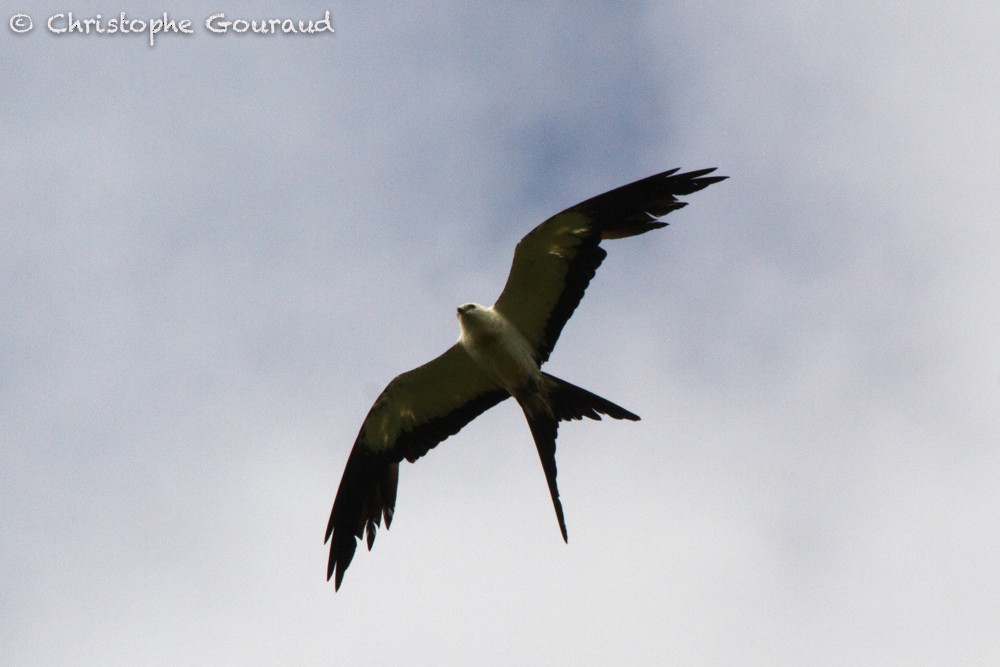 Swallow-tailed Kite - Christophe Gouraud