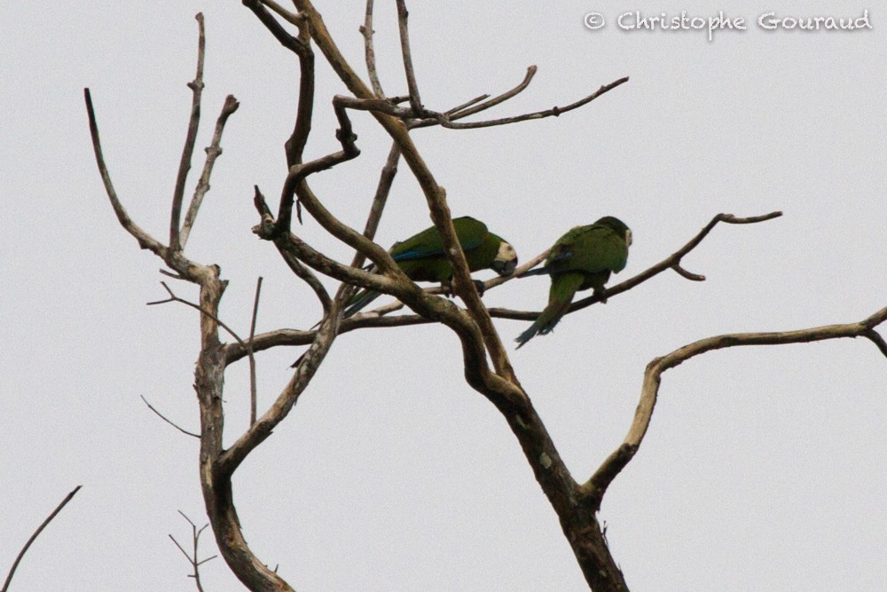 Chestnut-fronted Macaw - ML205165511