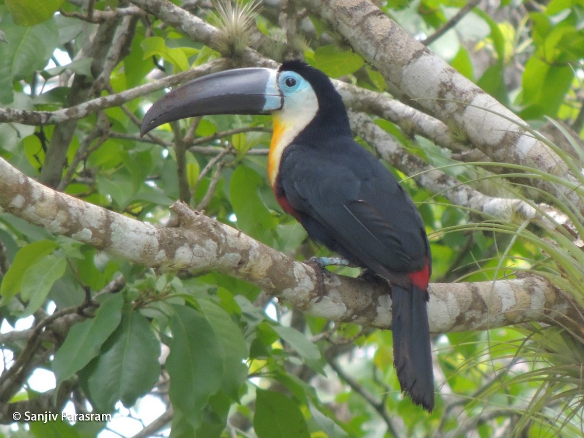 Channel-billed Toucan (Channel-billed) - ML205165601