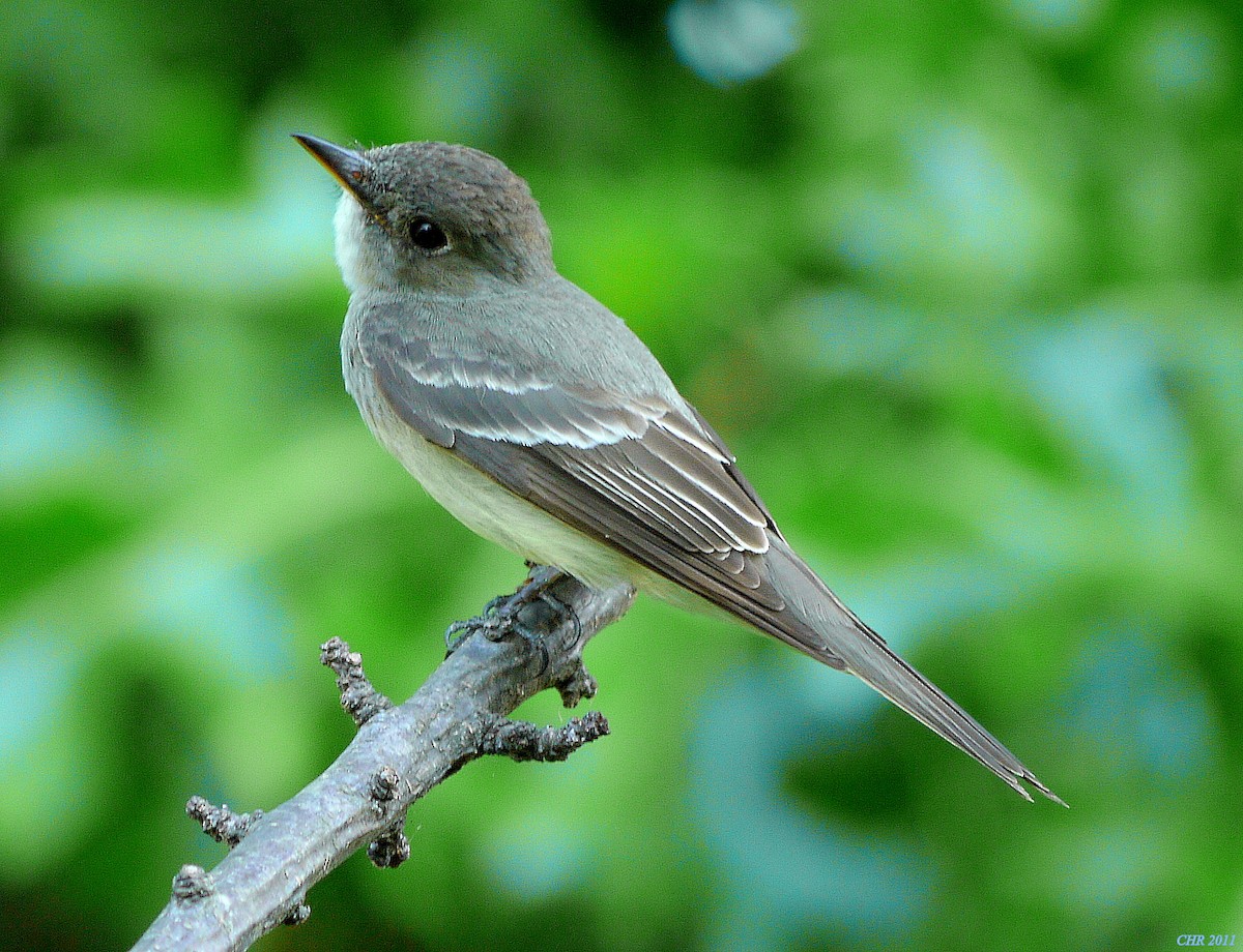 Eastern Wood-Pewee - ML205166041