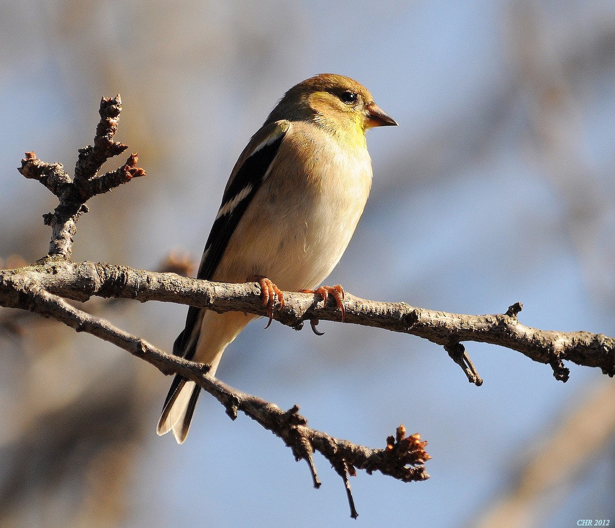 čížek žlutý - ML205166051