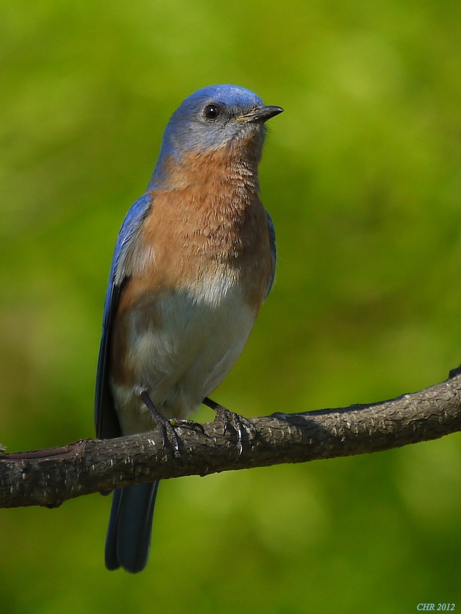 salašník modrý - ML205166061