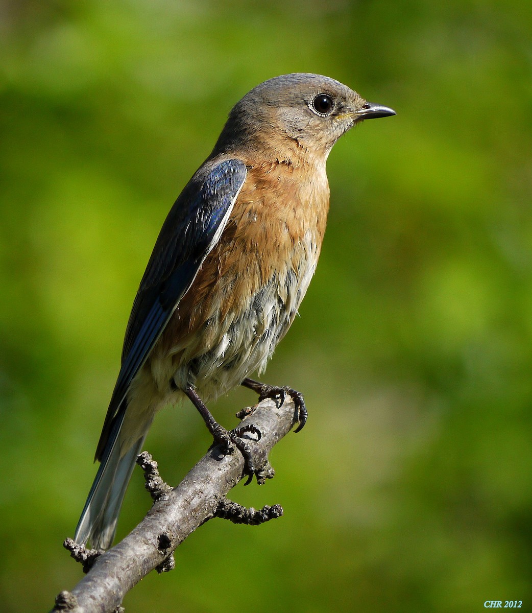 salašník modrý - ML205166071