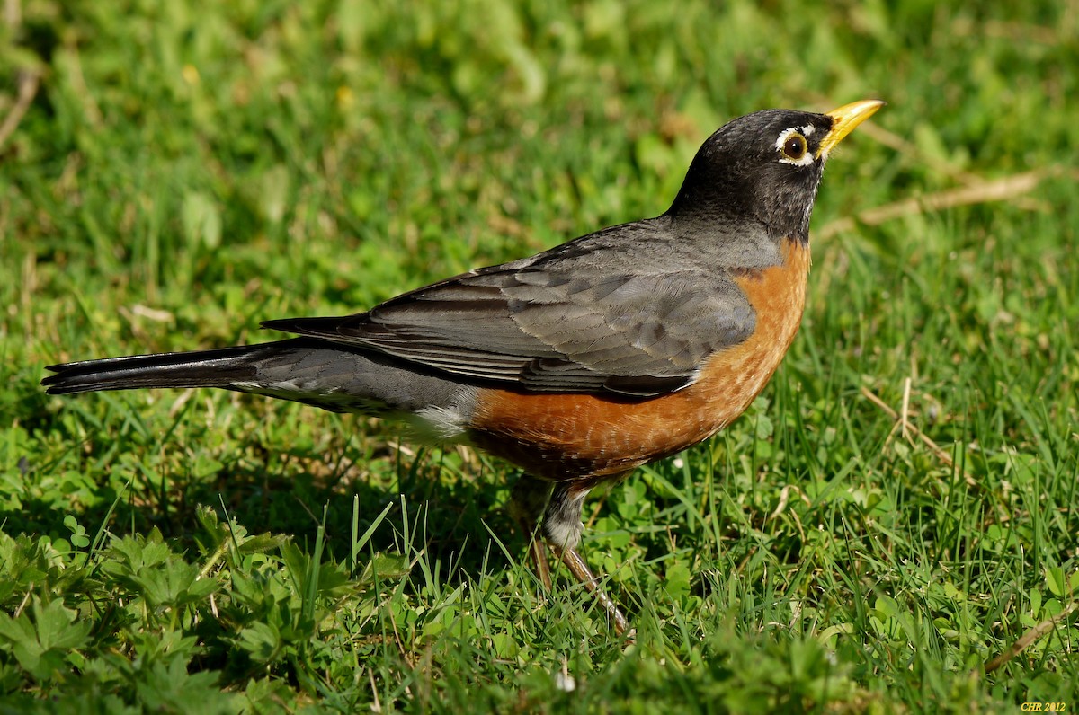 drozd stěhovavý - ML205166081