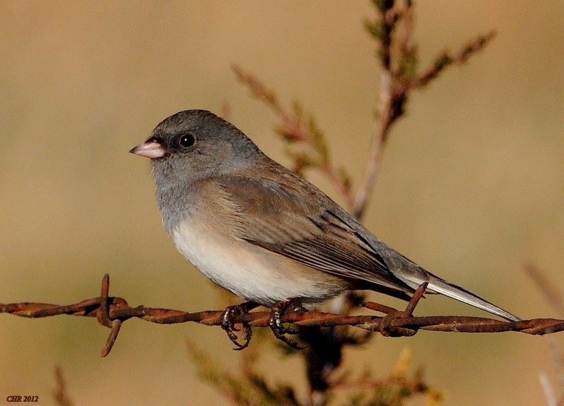 Junco Ojioscuro - ML205166091