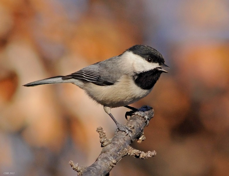 Carolina Chickadee - ML205166101