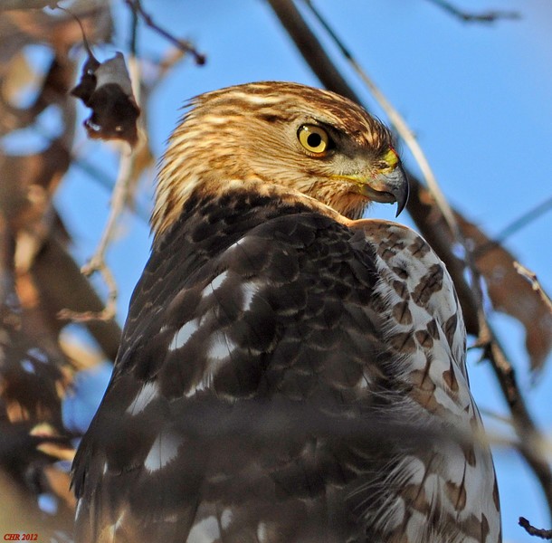 jestřáb americký - ML205166111