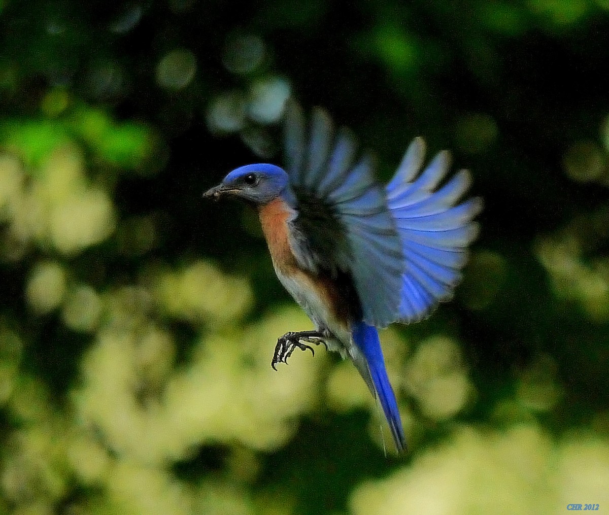 salašník modrý - ML205166121