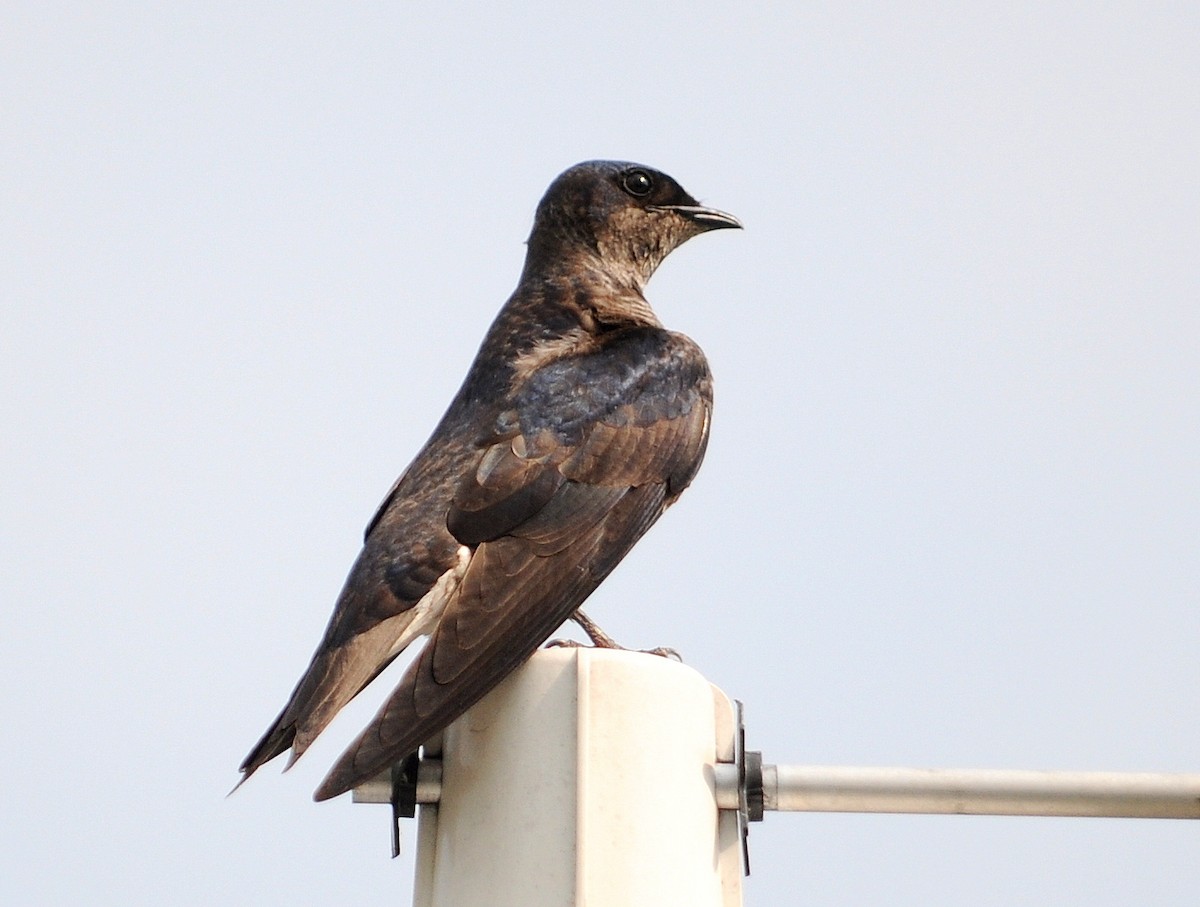 jiřička modrolesklá - ML205166131