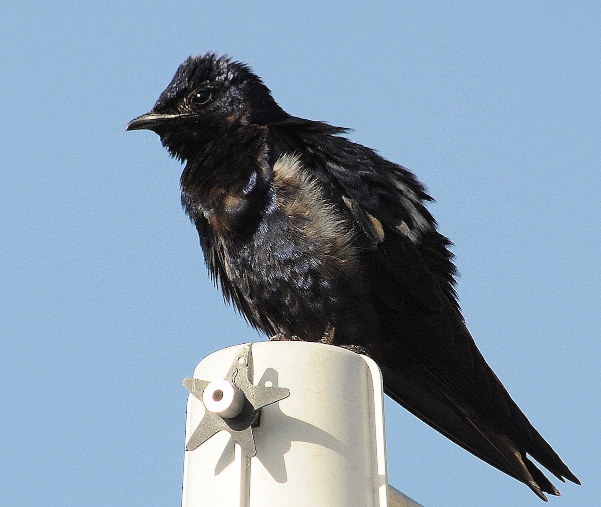 jiřička modrolesklá - ML205166141