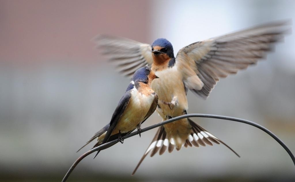 Barn Swallow - Charles Rose, IV