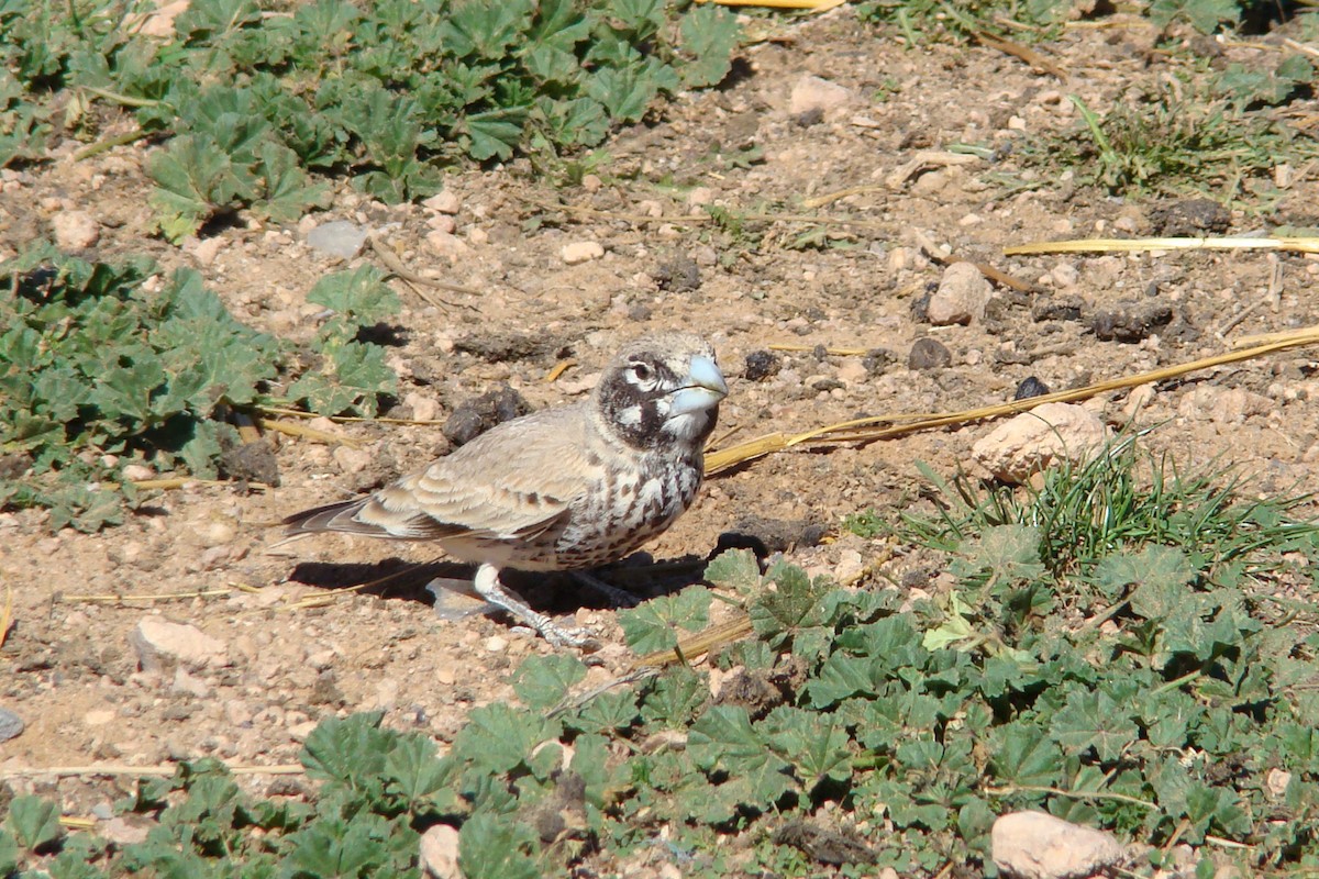 Thick-billed Lark - ML205166171