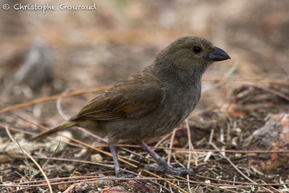 Barbados Bullfinch - ML205167441