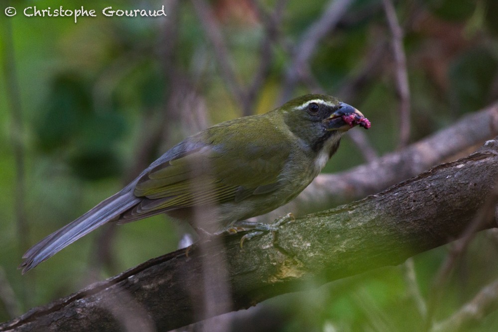 Lesser Antillean Saltator - Christophe Gouraud