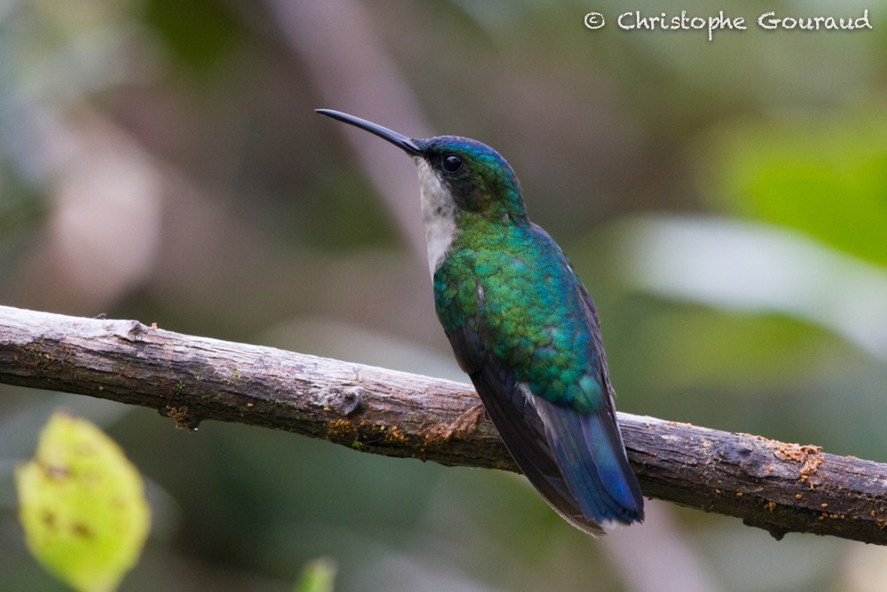 Blue-headed Hummingbird - Christophe Gouraud