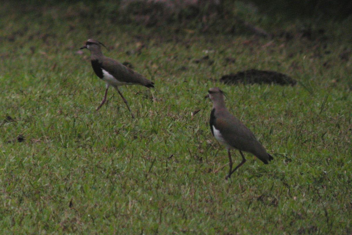 Southern Lapwing - ML20516781