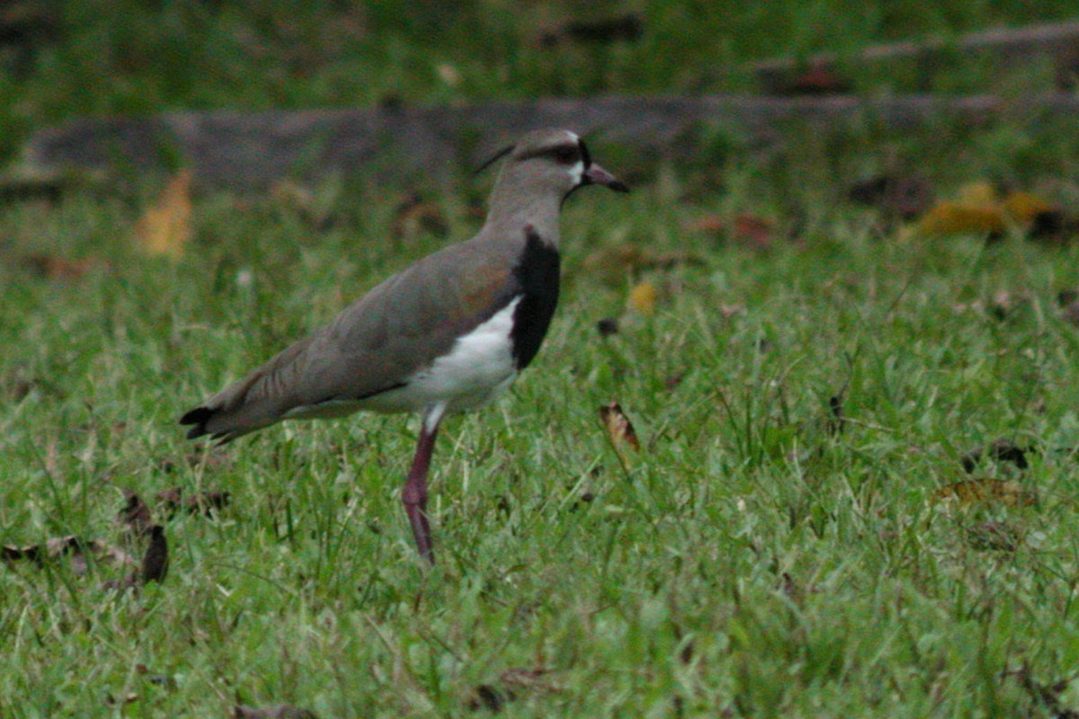 Southern Lapwing - ML20516791