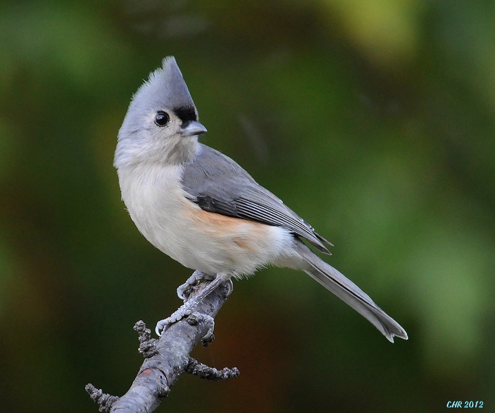 Tufted Titmouse - ML205167981