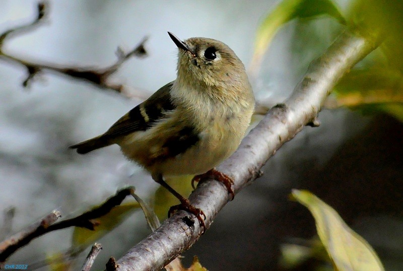 králíček americký - ML205168001