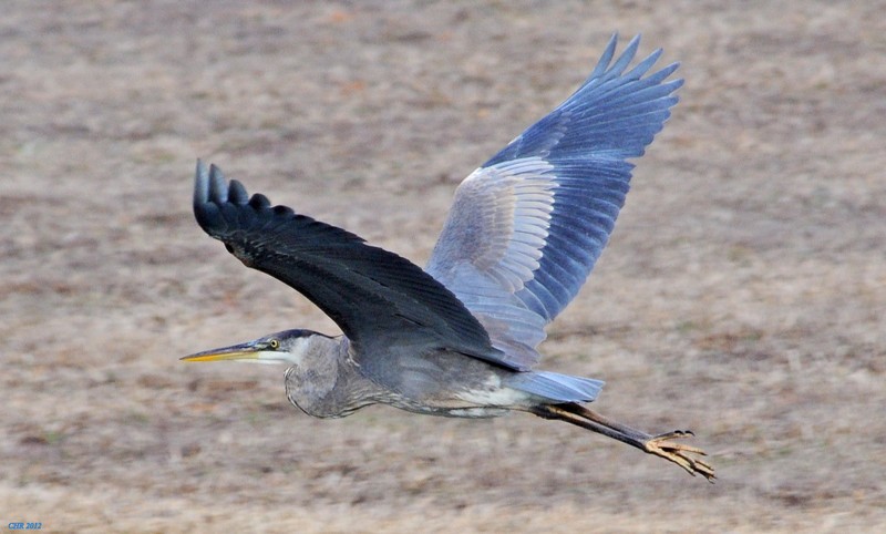 volavka velká - ML205168011