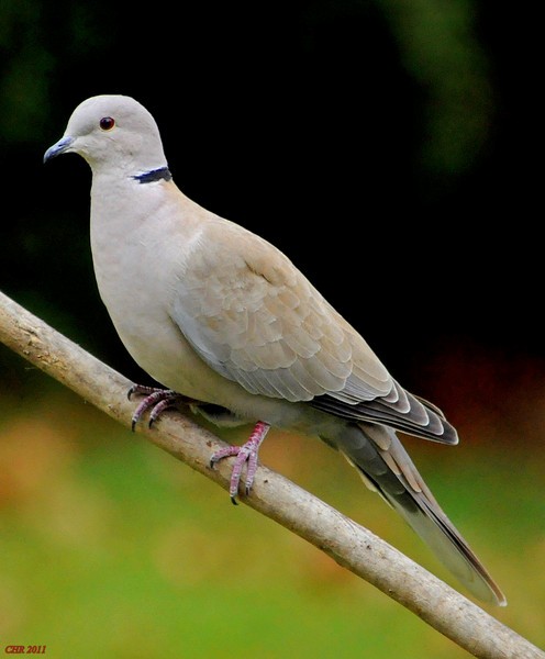 Eurasian Collared-Dove - Charles Rose, IV