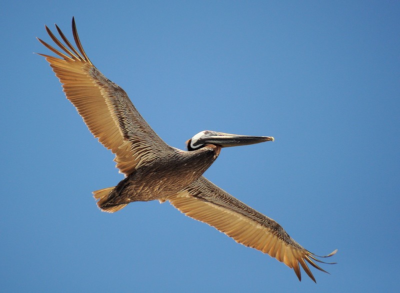 Brown Pelican - ML205168041