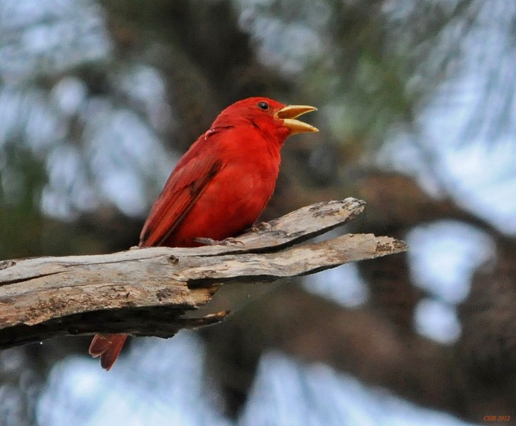 Summer Tanager - Charles Rose, IV