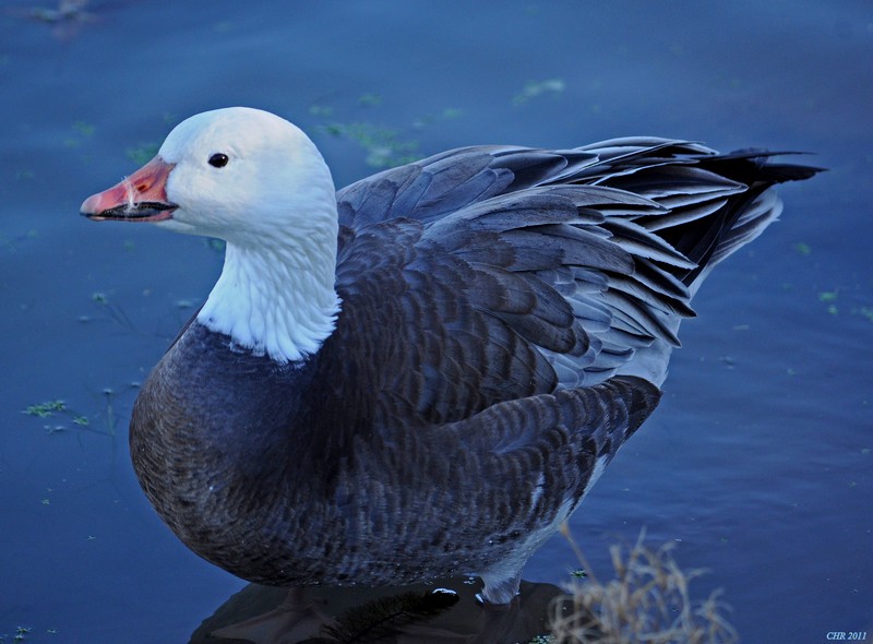 Snow Goose - ML205168121