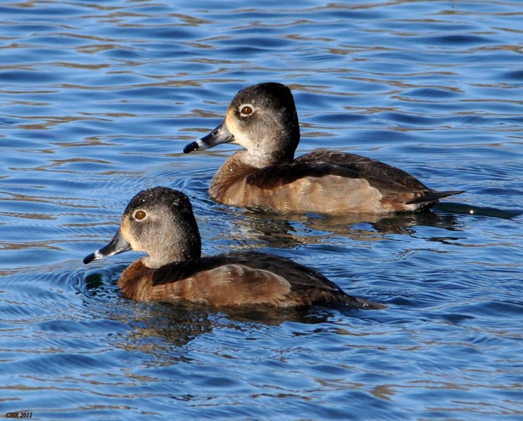 polák proužkozobý - ML205168131