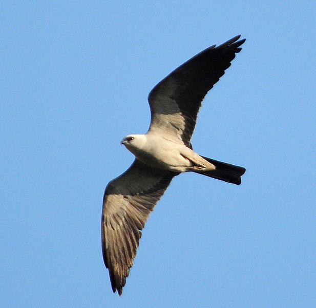 Mississippi Kite - Charles Rose, IV