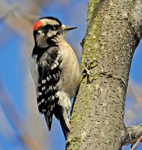 strakapoud osikový - ML205168161