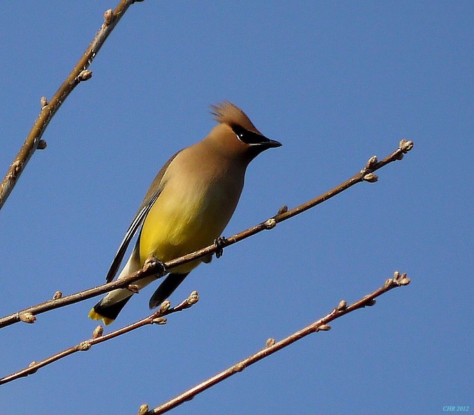 brkoslav americký - ML205168191