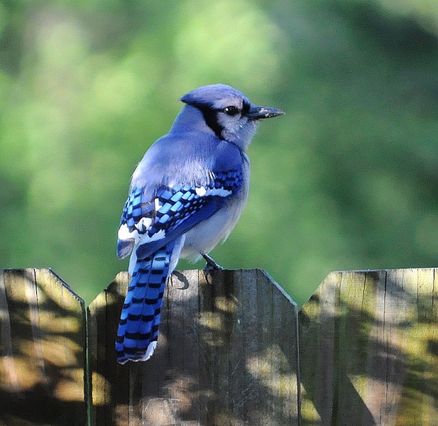 Blue Jay - Charles Rose, IV