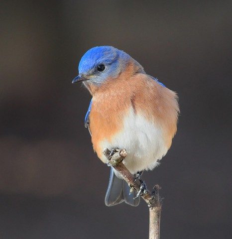 salašník modrý - ML205168251