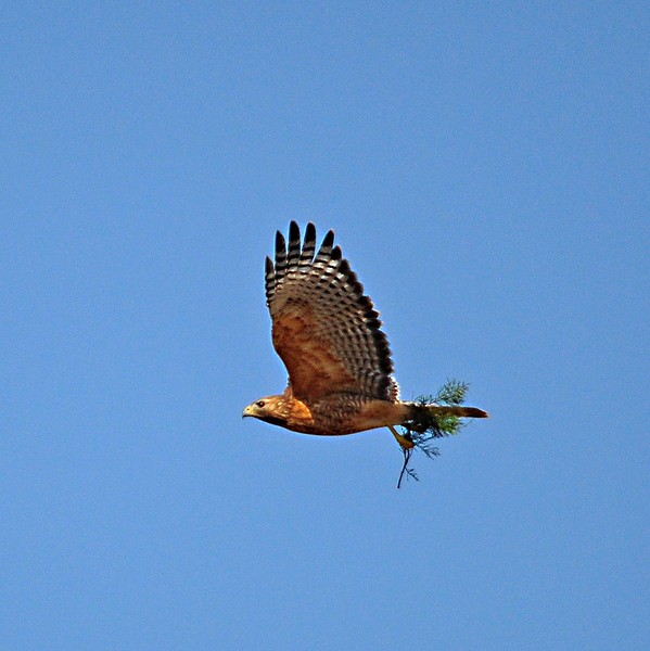 káně páskovaná - ML205168261