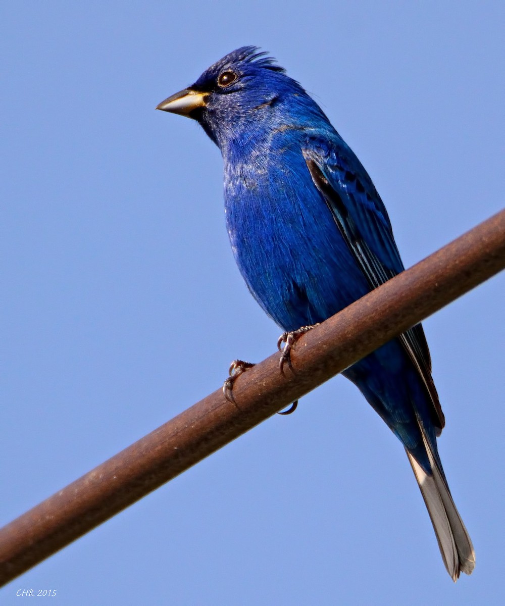 papežík indigový - ML205168281