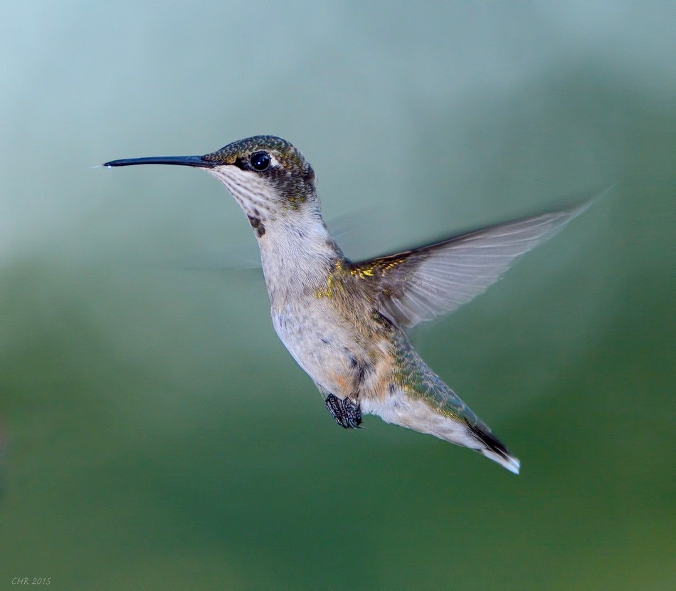 kalypta rubínohrdlá - ML205168291