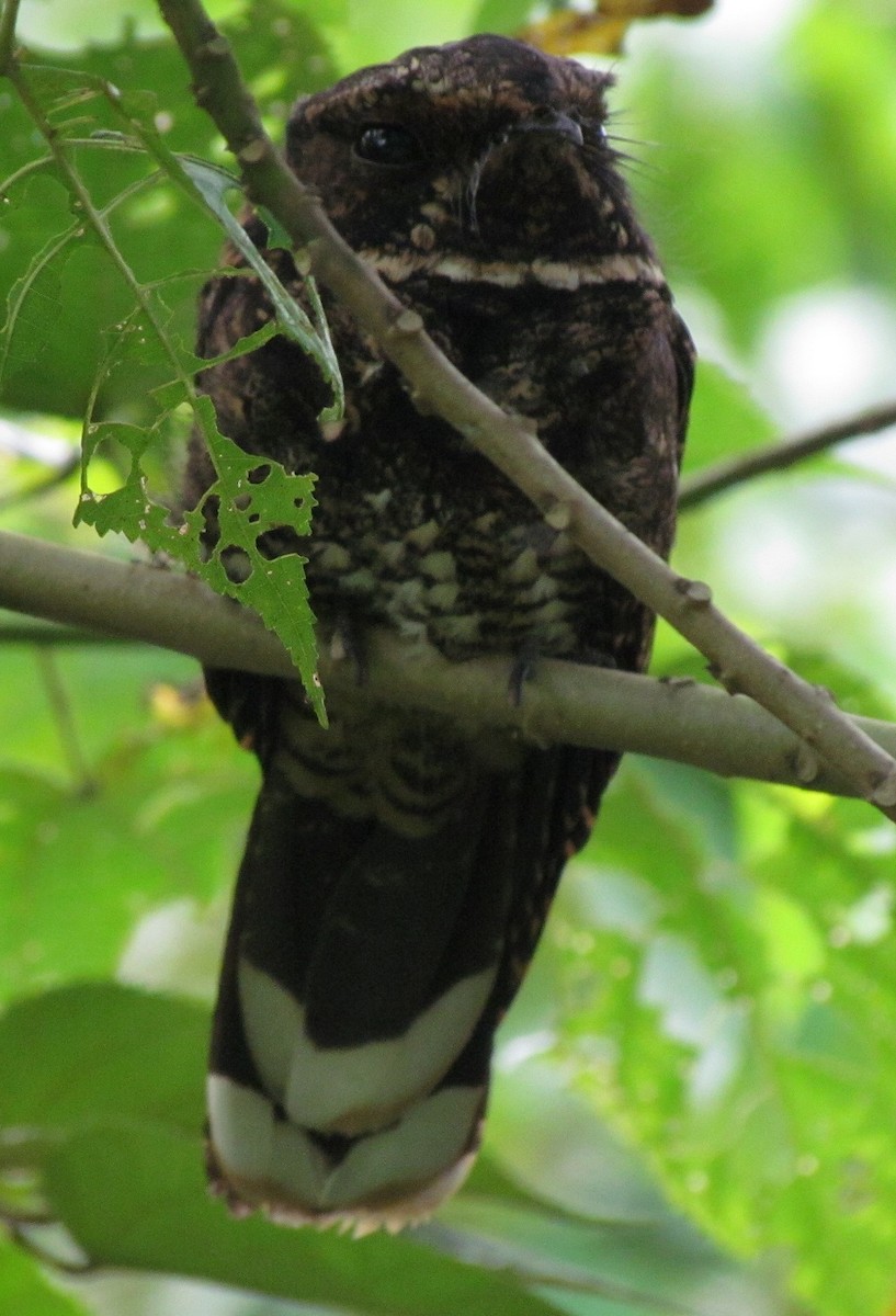 Tawny-collared Nightjar - ML205168301