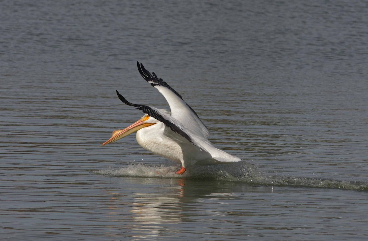 American White Pelican - ML205168341