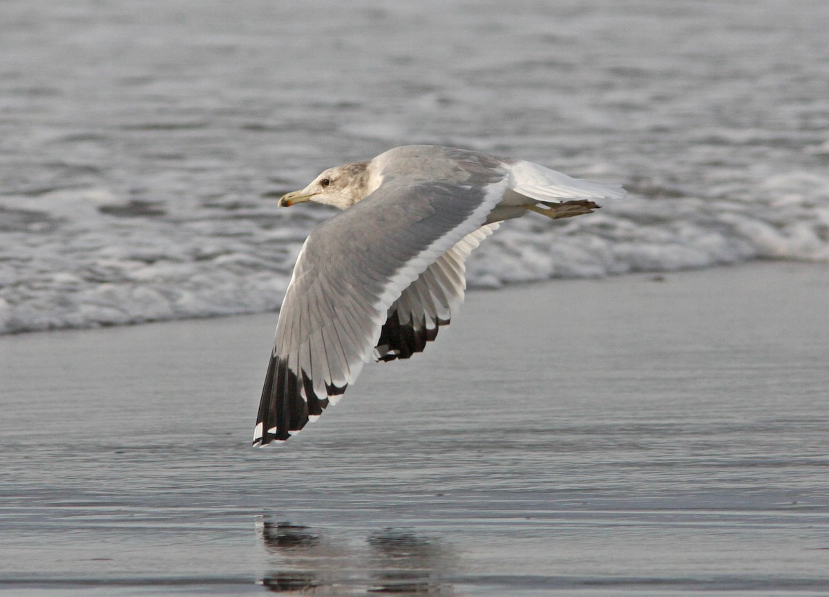 Gaviota Californiana - ML205168401