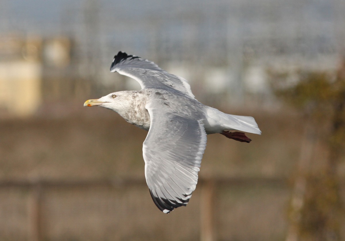 Gaviota Argéntea (americana) - ML205168421