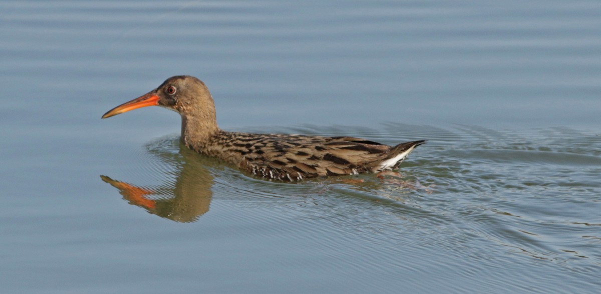 Ridgway's Rail (San Francisco Bay) - ML205168531