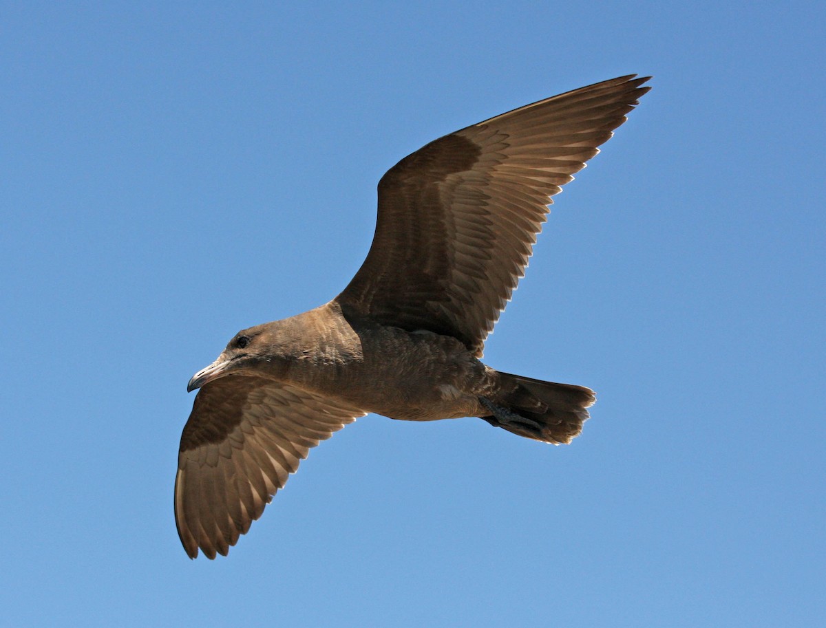 Gaviota Mexicana - ML205168581