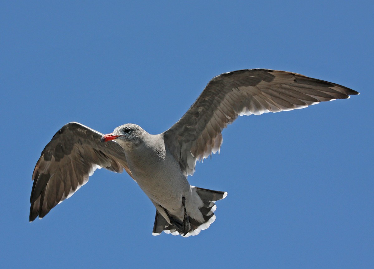 Heermann's Gull - ML205168591