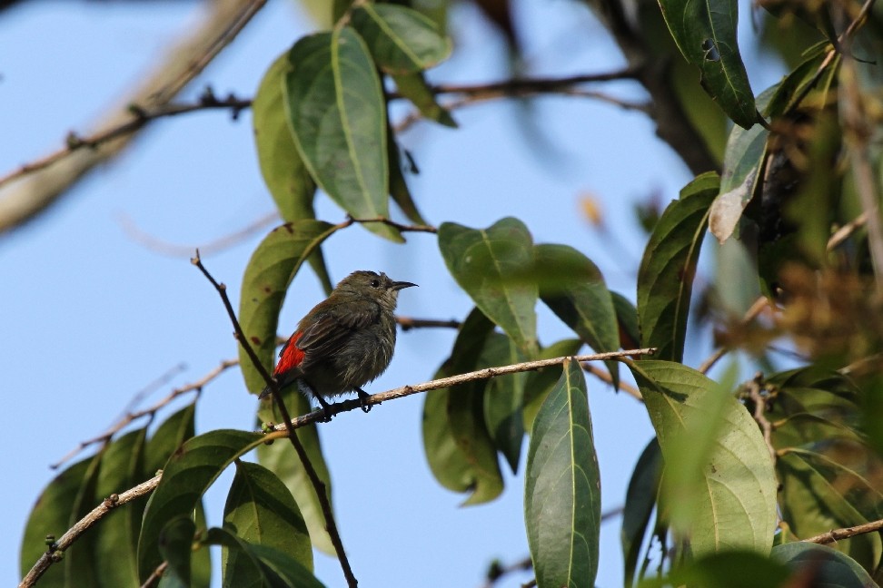 Scarlet-backed Flowerpecker - ML205168981