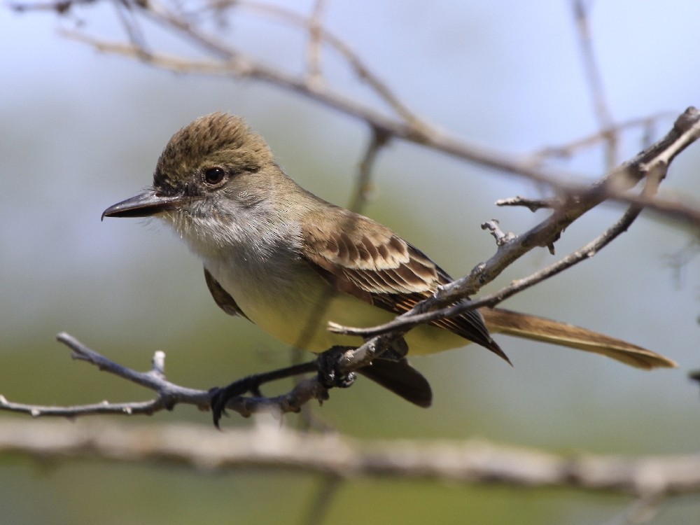 Grenada Flycatcher - ML205169521