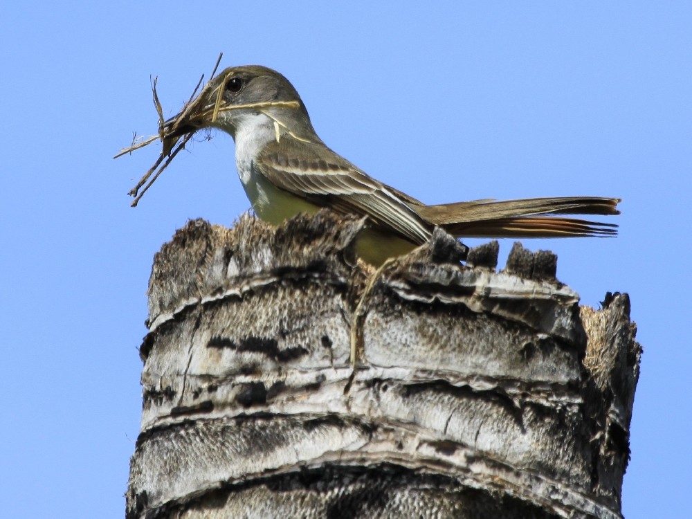 Grenada Flycatcher - ML205169531